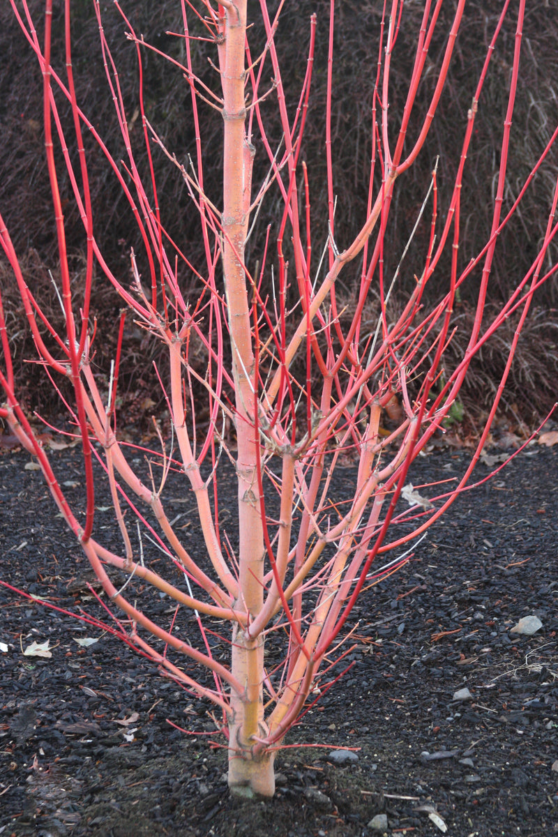 Acer circinatum 'Pacific Fire' Coral Bark Japanese Maple