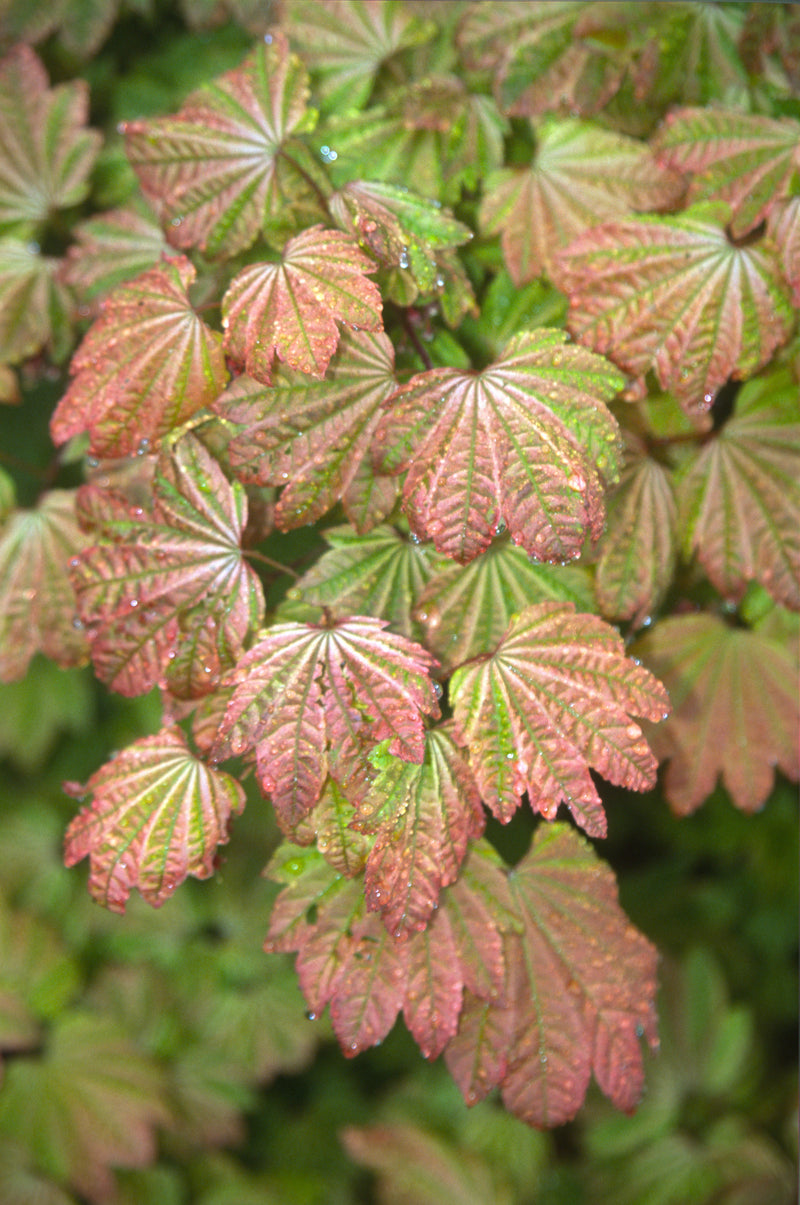 Acer circinatum 'Sunny Sister' Japanese Maple