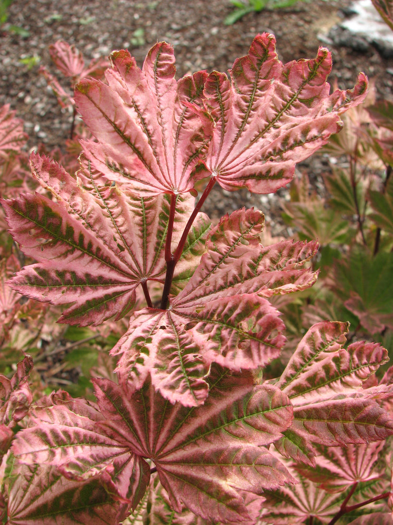 Acer circinatum 'Sunny Sister' Japanese Maple