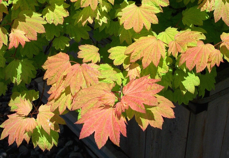 Acer circinatum 'Sunny Sister' Japanese Maple