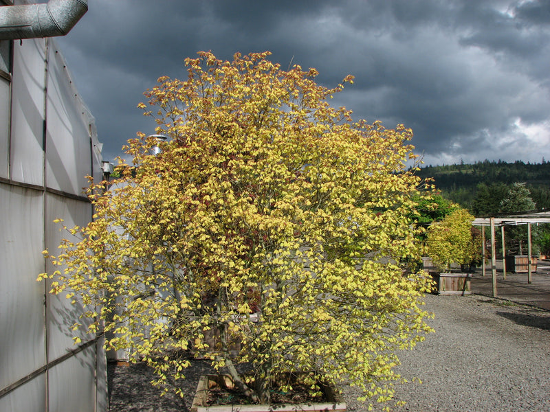 Acer circinatum 'Sunny Sister' Japanese Maple