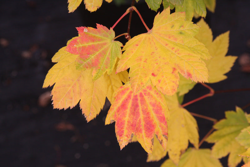 Acer circinatum 'Sunny Sister' Japanese Maple