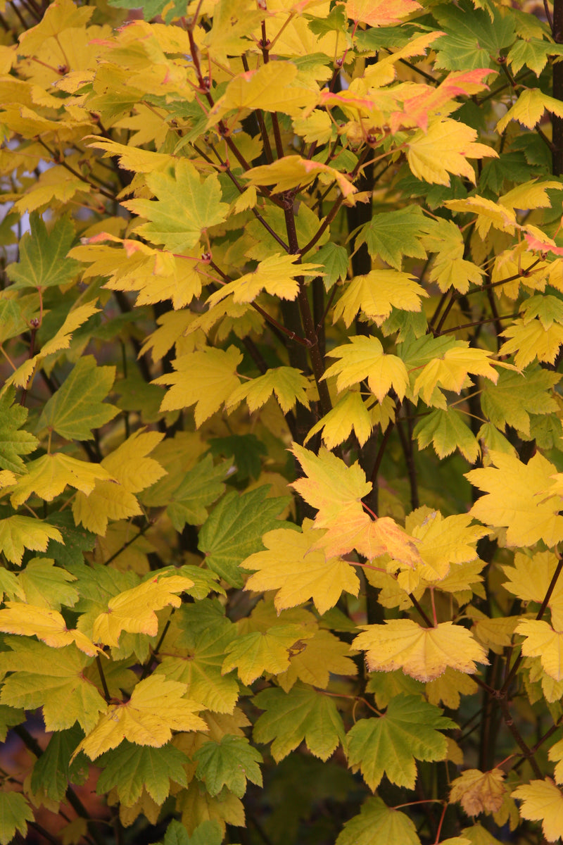 Acer circinatum 'Sunny Sister' Japanese Maple
