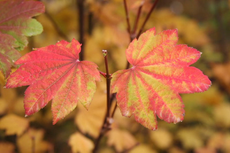 Acer circinatum 'Sunny Sister' Japanese Maple