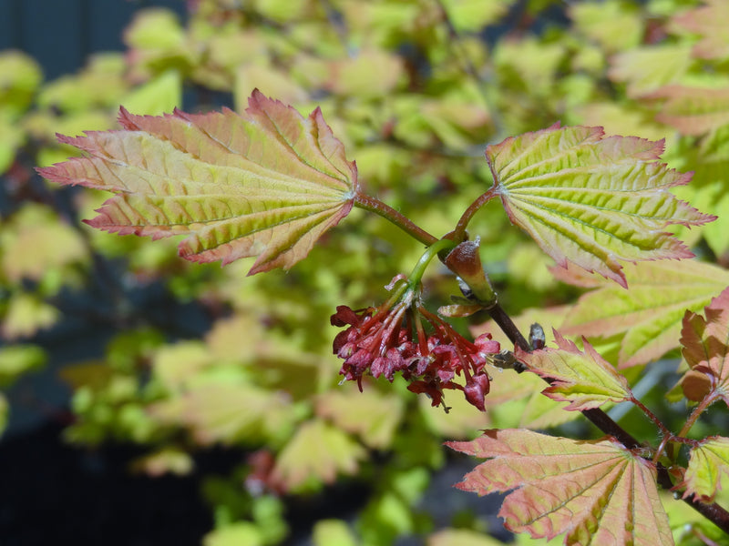 Acer circinatum 'Sunny Sister' Japanese Maple