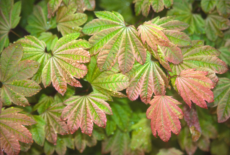 Acer circinatum 'Sunny Sister' Japanese Maple