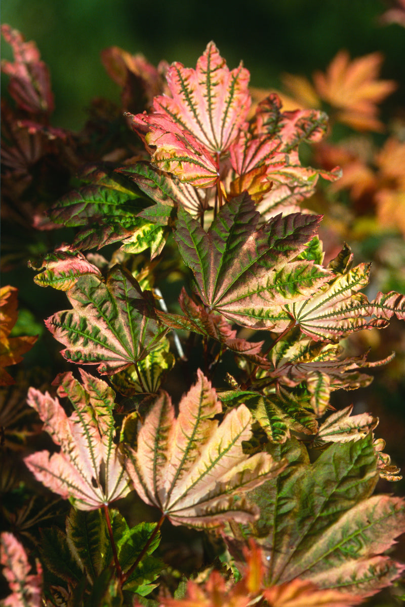Acer circinatum 'Sunny Sister' Japanese Maple