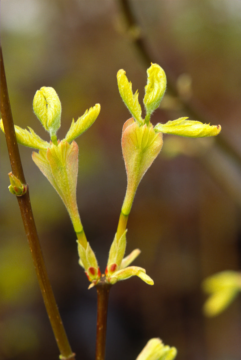 Acer circinatum 'Sunny Sister' Japanese Maple