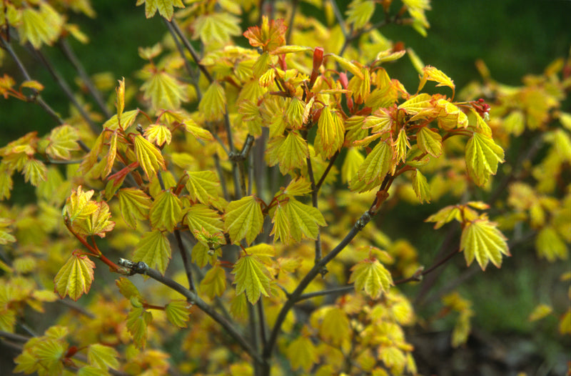 Acer circinatum 'Sunny Sister' Japanese Maple