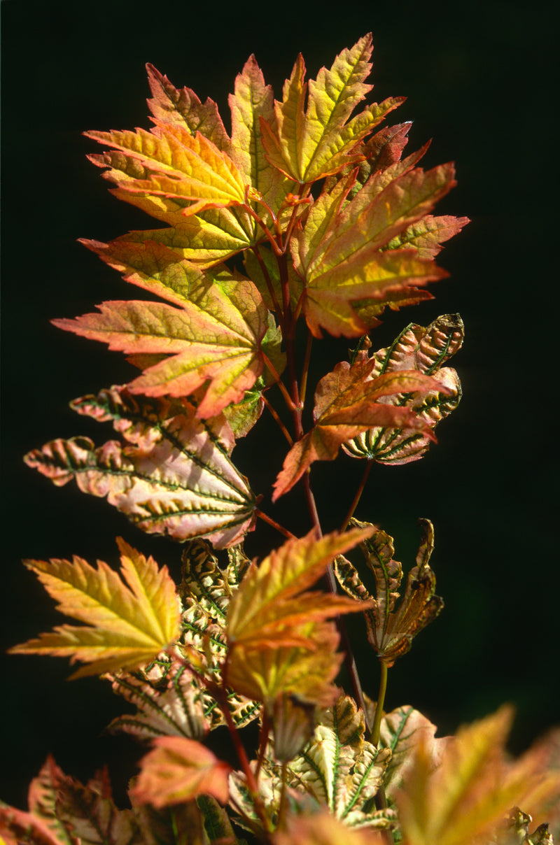 Acer circinatum 'Sunny Sister' Japanese Maple