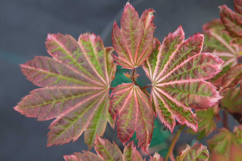 Acer circinatum 'Sunny Sister' Japanese Maple