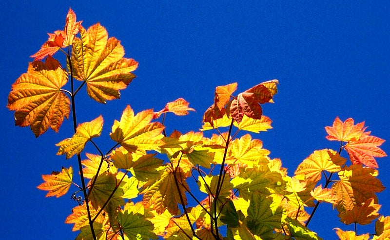 Acer circinatum 'Sunny Sister' Japanese Maple