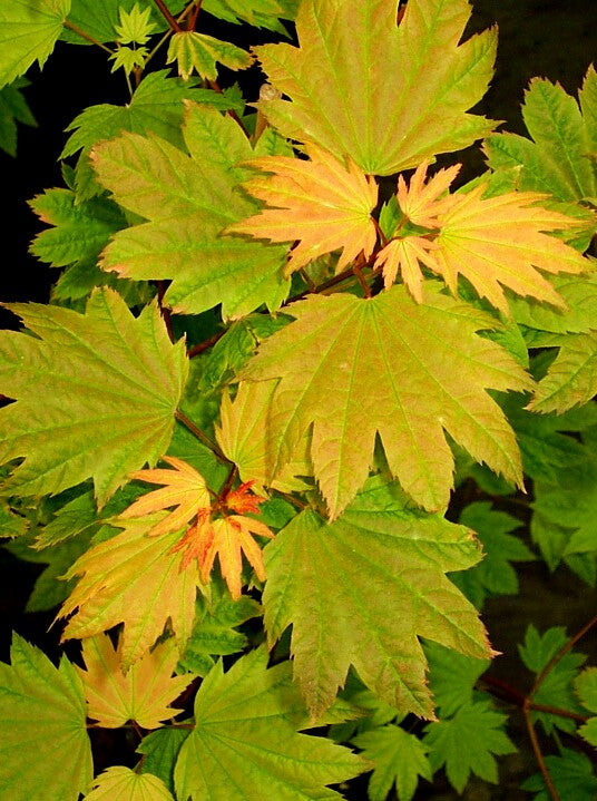 Acer circinatum 'Sunny Sister' Japanese Maple