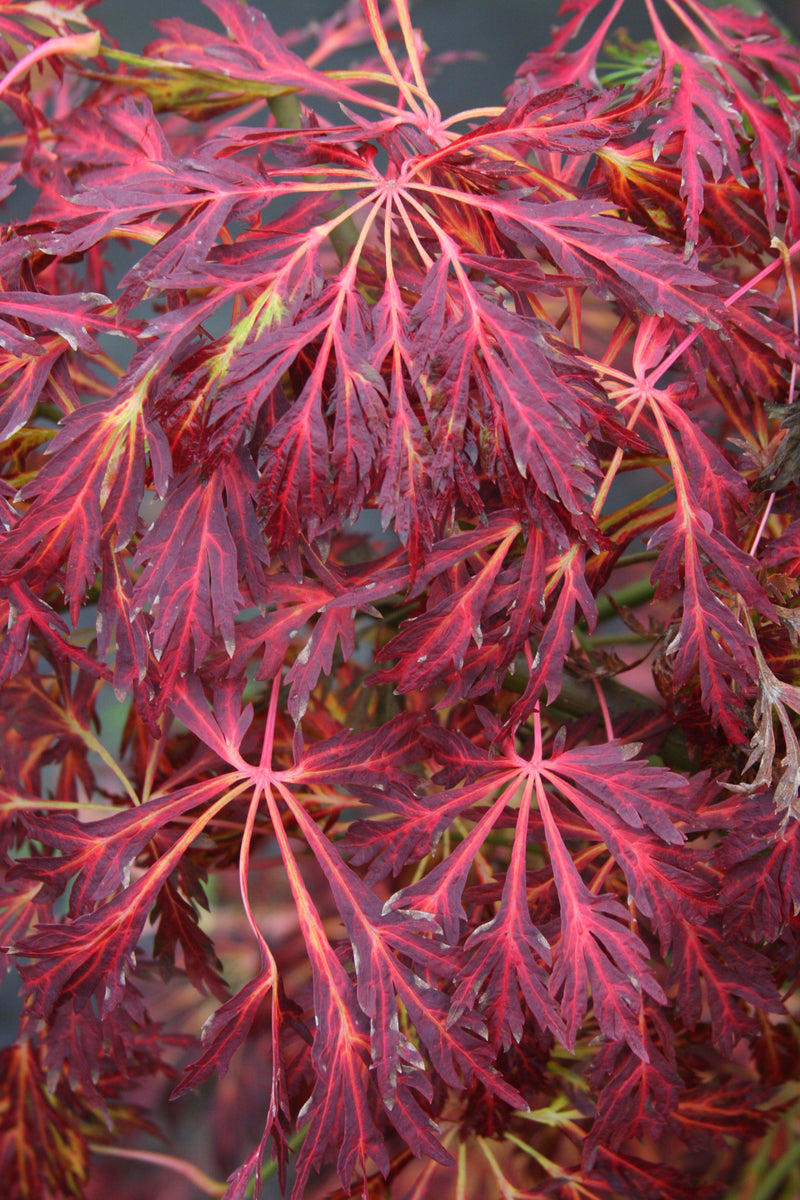 Acer japonicum 'Abby’s Weeping' Dwarf Full Moon Japanese Maple