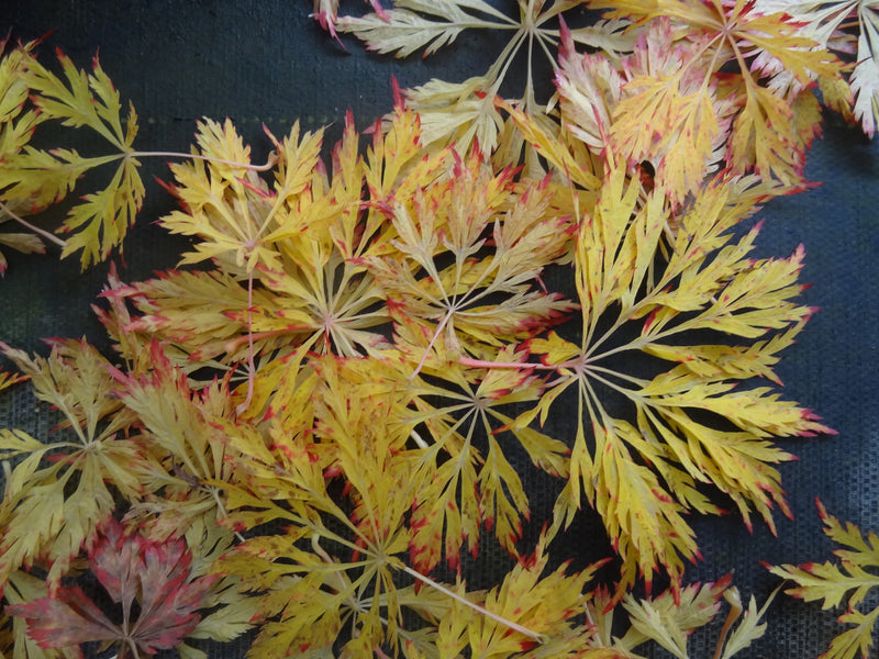 Acer japonicum 'Abby’s Weeping' Dwarf Full Moon Japanese Maple