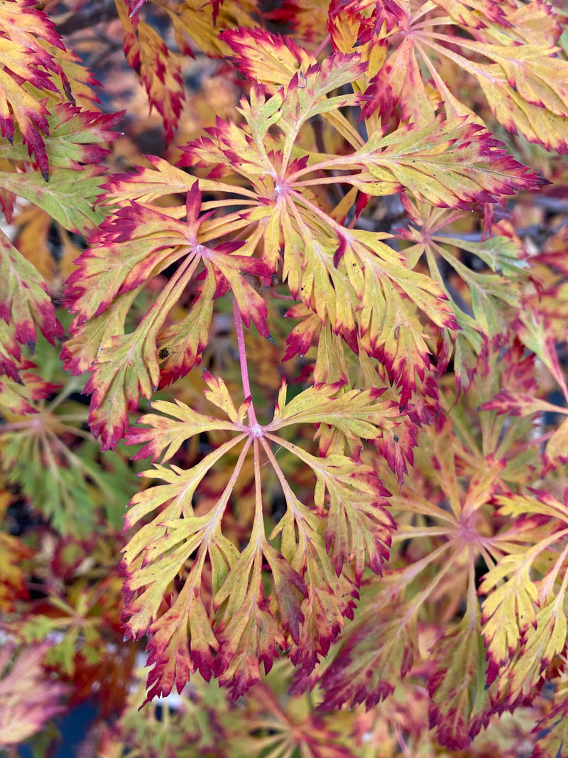 Acer japonicum 'Abby’s Weeping' Dwarf Full Moon Japanese Maple