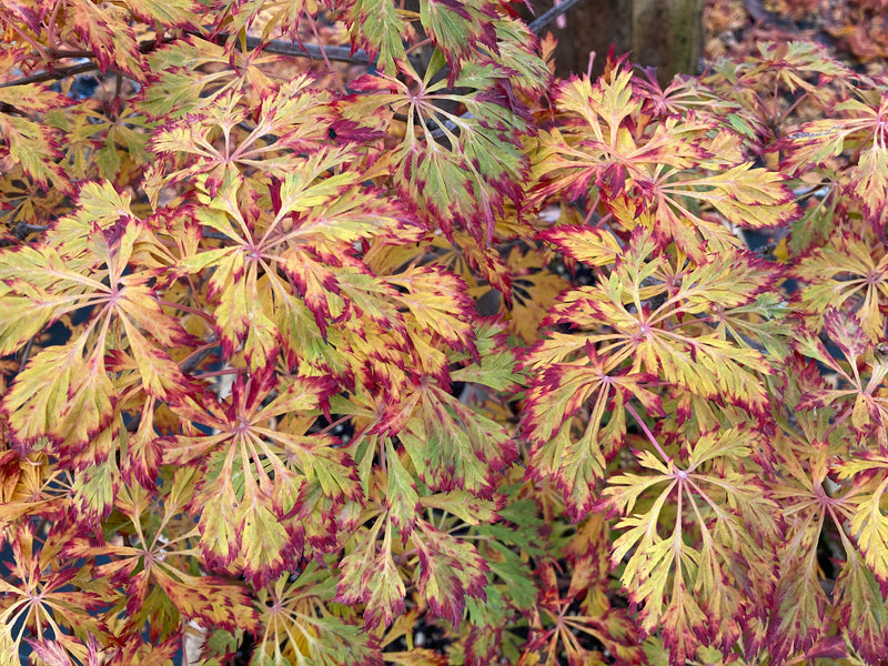 Acer japonicum 'Abby’s Weeping' Dwarf Full Moon Japanese Maple