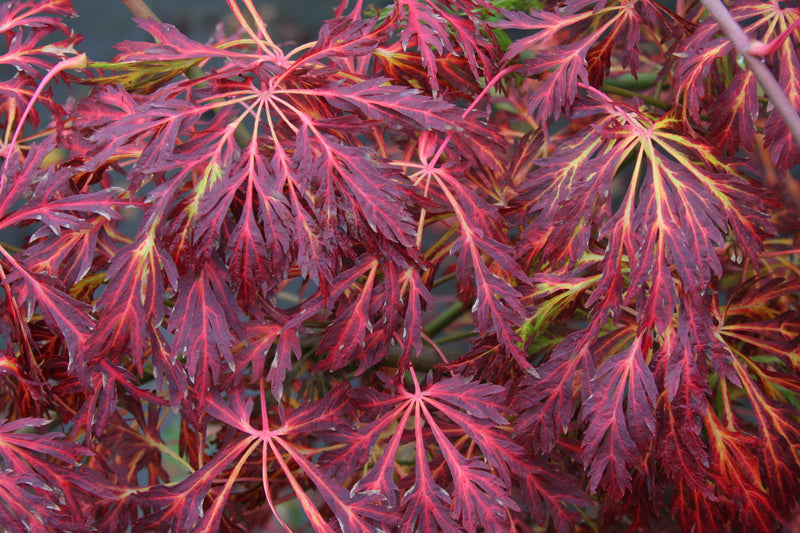 Acer japonicum 'Abby’s Weeping' Dwarf Full Moon Japanese Maple