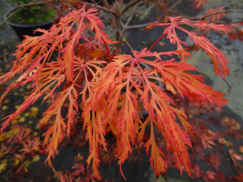 Acer japonicum 'Abby’s Weeping' Dwarf Full Moon Japanese Maple