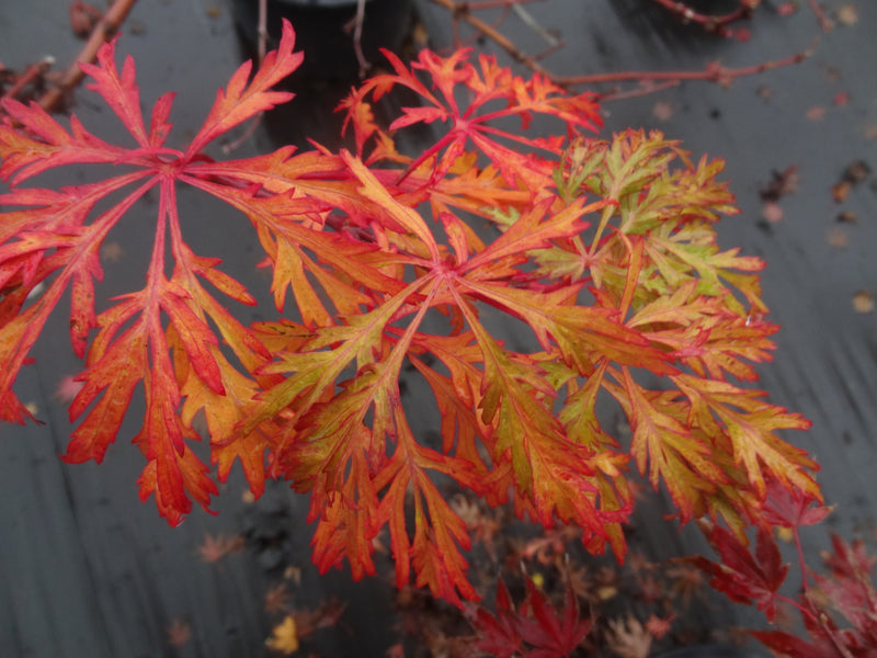 Acer japonicum 'Abby’s Weeping' Dwarf Full Moon Japanese Maple