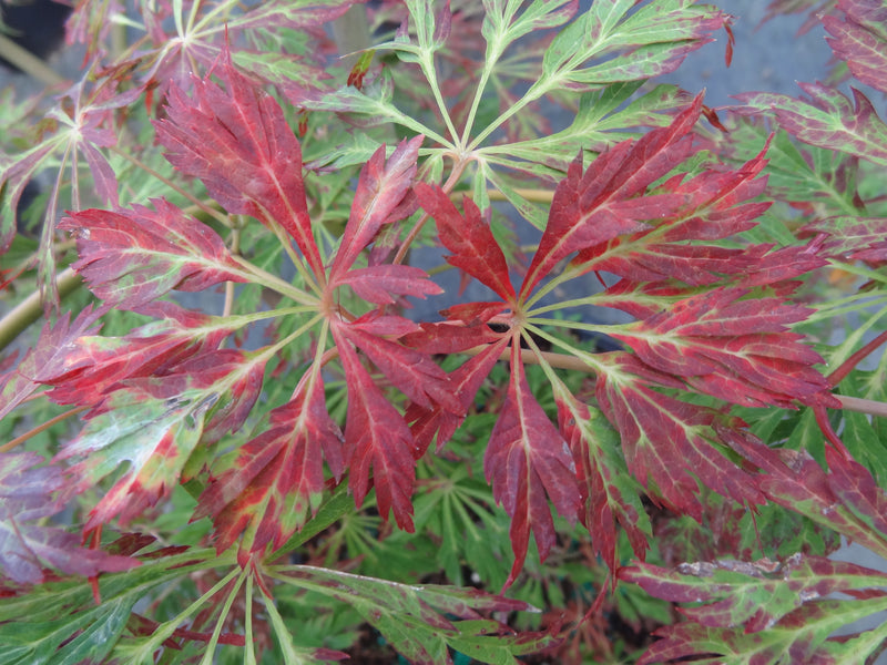 Acer japonicum 'Abby’s Weeping' Dwarf Full Moon Japanese Maple