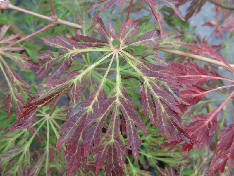 Acer japonicum 'Abby’s Weeping' Dwarf Full Moon Japanese Maple