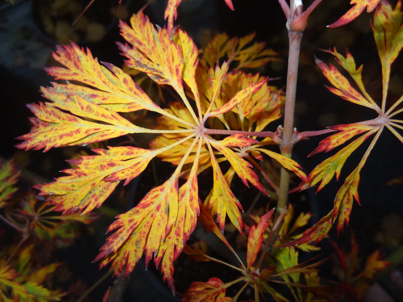 Acer japonicum 'Abby’s Weeping' Dwarf Full Moon Japanese Maple