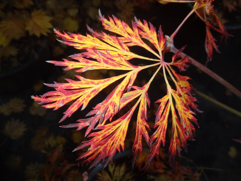 Acer japonicum 'Abby’s Weeping' Dwarf Full Moon Japanese Maple