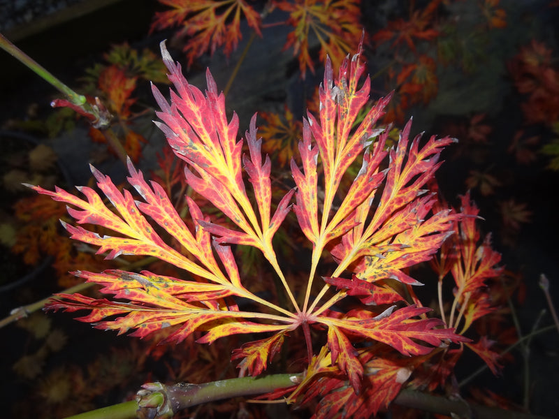 Acer japonicum 'Abby’s Weeping' Dwarf Full Moon Japanese Maple