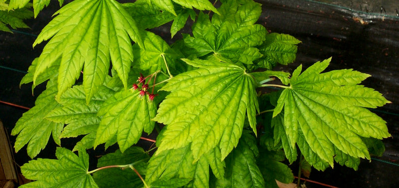 Acer japonicum 'Giant Moon' Acer japonicum 'Giant Moon'
