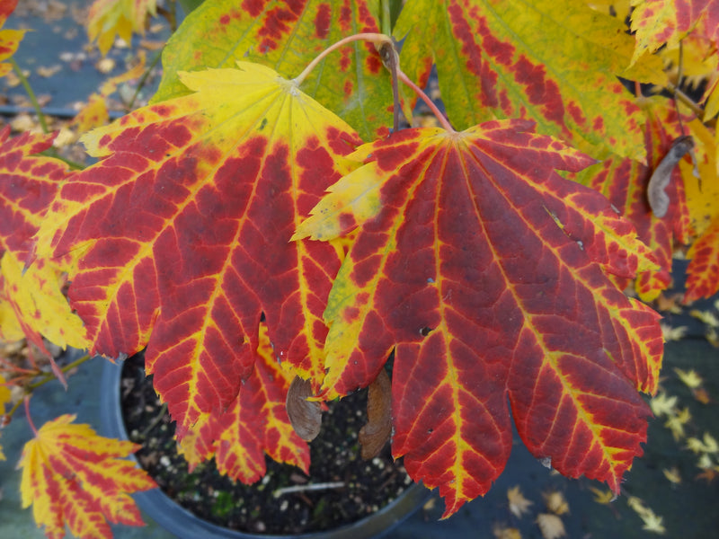 Acer japonicum 'Giant Moon' Acer japonicum 'Giant Moon'