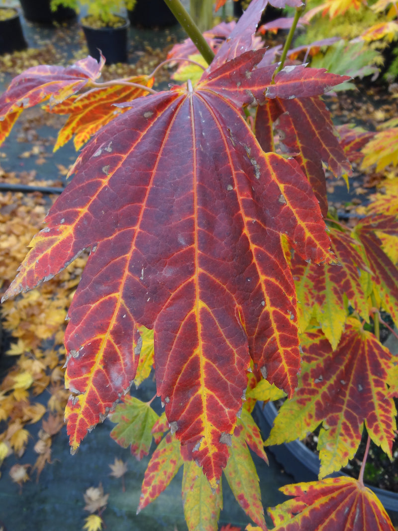 Acer japonicum 'Giant Moon' Acer japonicum 'Giant Moon'