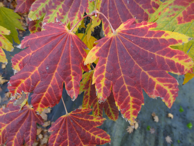 Acer japonicum 'Giant Moon' Acer japonicum 'Giant Moon'