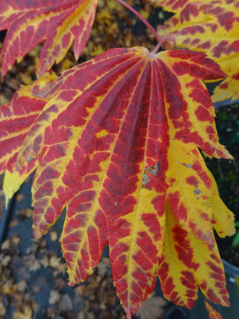 Acer japonicum 'Giant Moon' Acer japonicum 'Giant Moon'