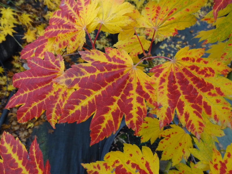 Acer japonicum 'Giant Moon' Acer japonicum 'Giant Moon'
