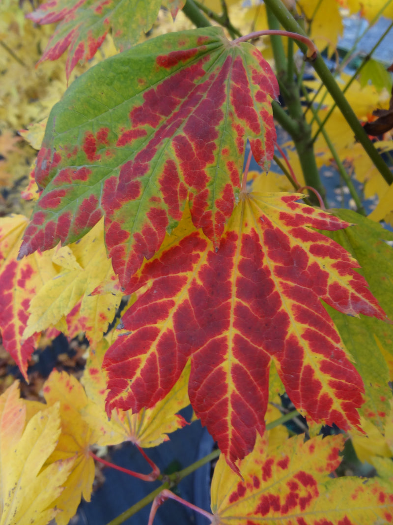 Acer japonicum 'Giant Moon' Acer japonicum 'Giant Moon'