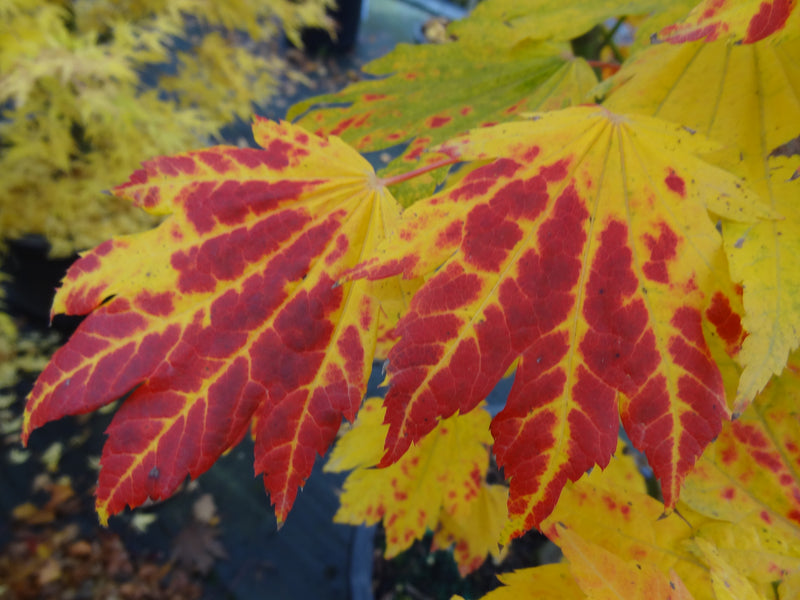 Acer japonicum 'Giant Moon' Acer japonicum 'Giant Moon'
