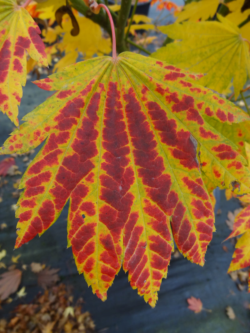 Acer japonicum 'Giant Moon' Acer japonicum 'Giant Moon'