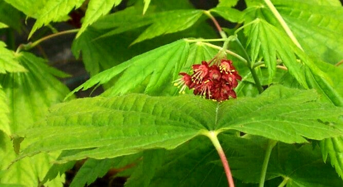 Acer japonicum 'Giant Moon' Acer japonicum 'Giant Moon'