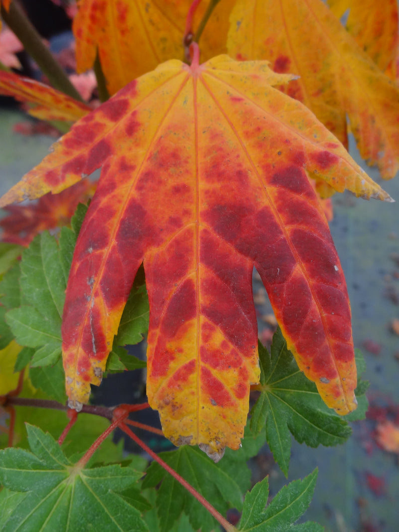 Acer japonicum 'Giant Moon' Acer japonicum 'Giant Moon'