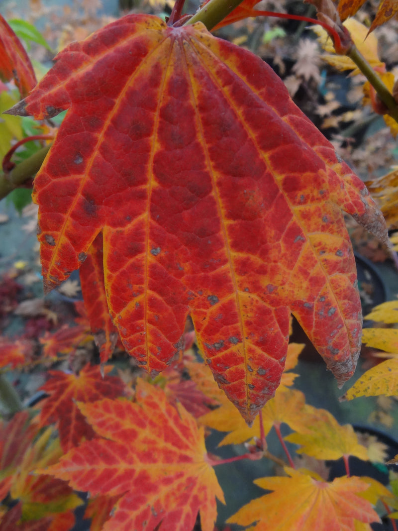 Acer japonicum 'Giant Moon' Acer japonicum 'Giant Moon'
