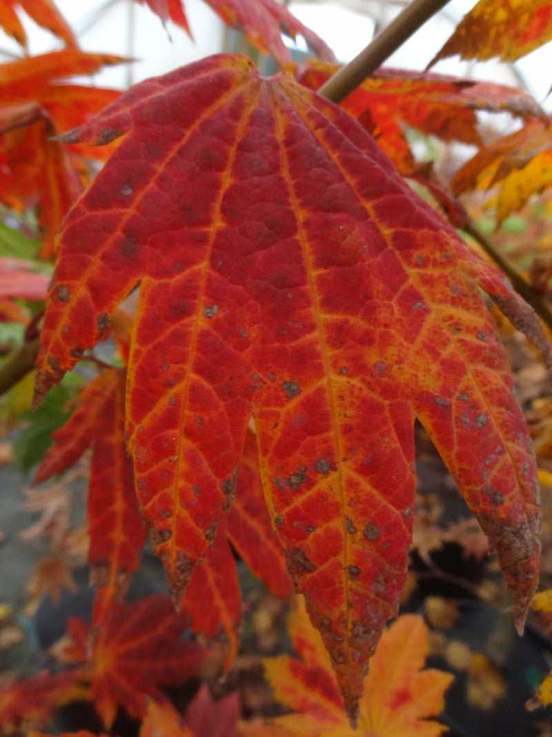 Acer japonicum 'Giant Moon' Acer japonicum 'Giant Moon'
