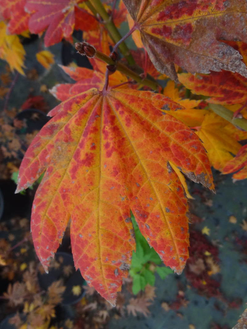 Acer japonicum 'Giant Moon' Acer japonicum 'Giant Moon'