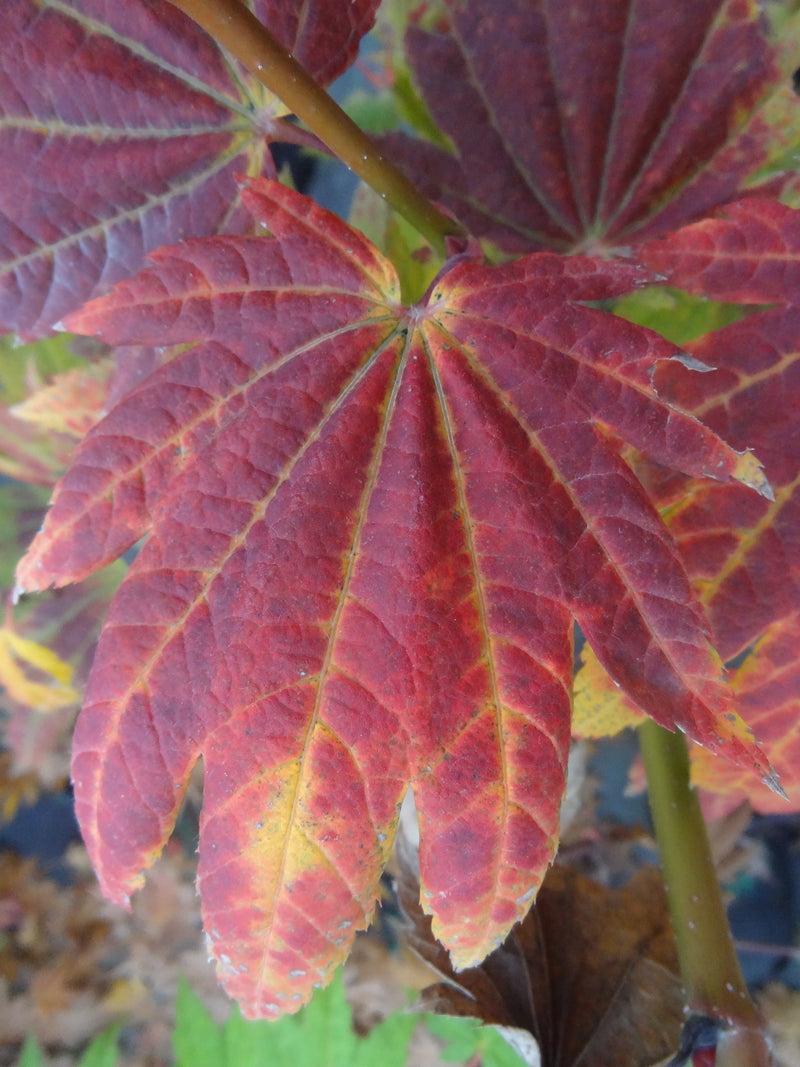 Acer japonicum 'Giant Moon' Acer japonicum 'Giant Moon'