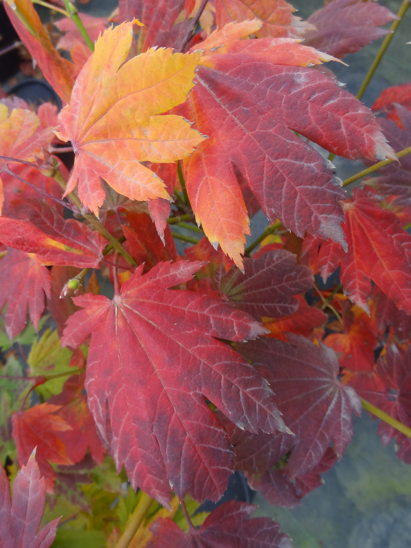 Acer japonicum 'Giant Moon' Acer japonicum 'Giant Moon'