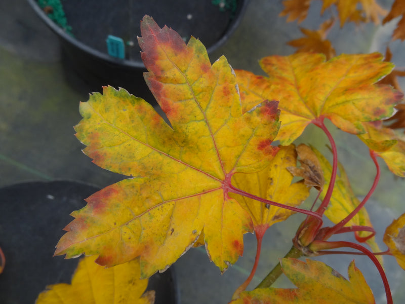Acer japonicum 'Giant Moon' Acer japonicum 'Giant Moon'