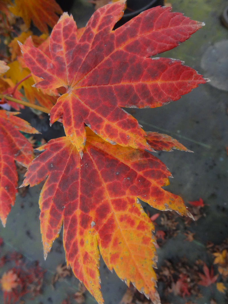 Acer japonicum 'Giant Moon' Acer japonicum 'Giant Moon'