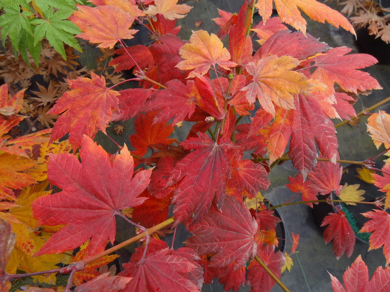 Acer japonicum 'Giant Moon' Acer japonicum 'Giant Moon'
