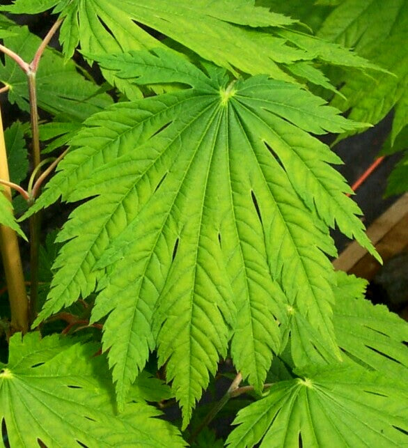 Acer japonicum 'Giant Moon' Acer japonicum 'Giant Moon'