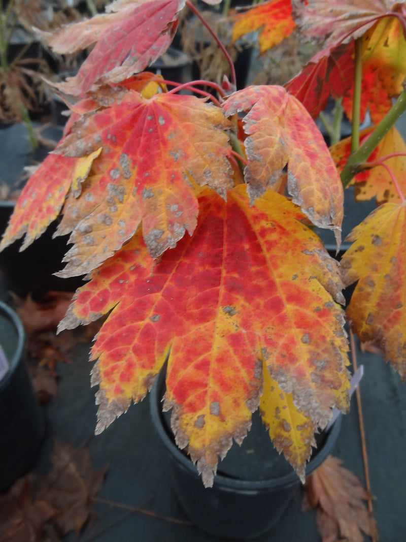 Acer japonicum 'Giant Moon' Acer japonicum 'Giant Moon'